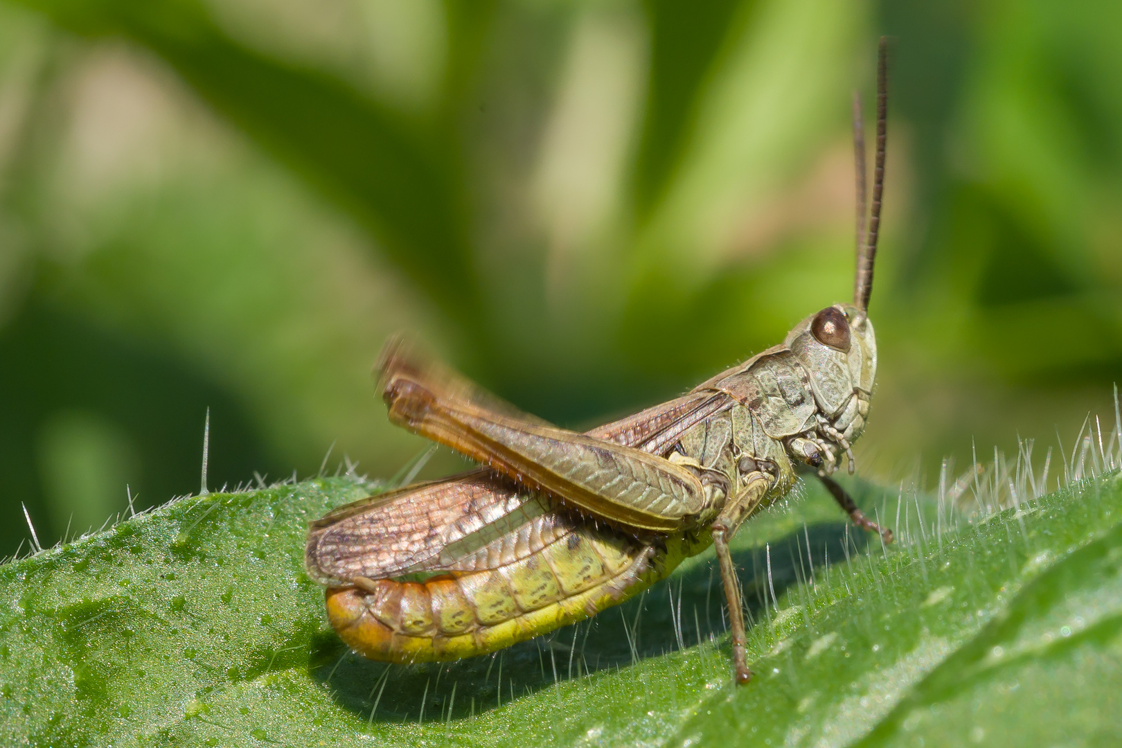 Der Gesang der Grashüpfer