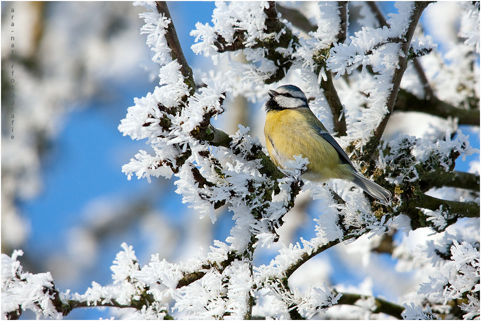 Der Gesang der Meise