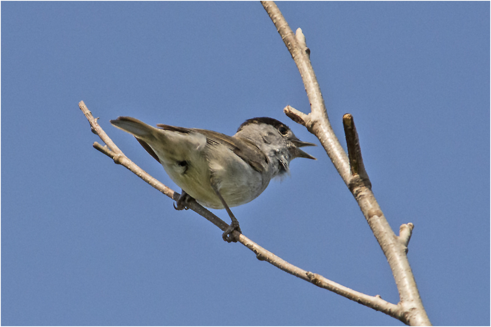 Der Gesang der Mönchsgrasmücke (Sylvia atricapilla) . . .