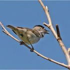 Der Gesang der Mönchsgrasmücke (Sylvia atricapilla) . . .