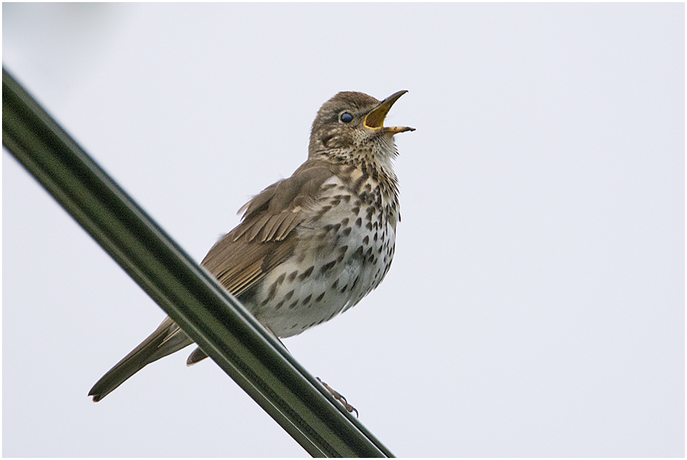 Der Gesang der Singdrossel . . .