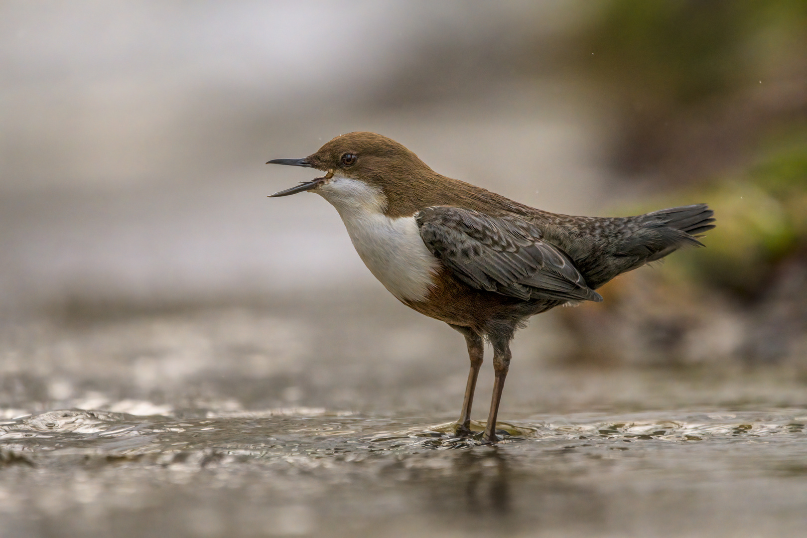 Der Gesang der Wasseramsel