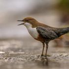 Der Gesang der Wasseramsel