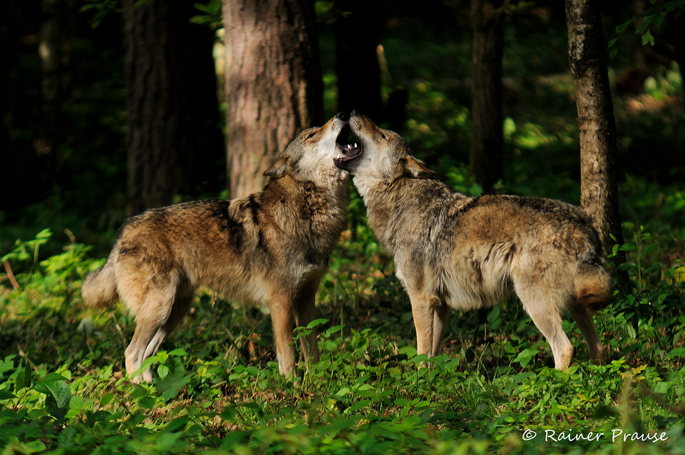 Der Gesang der Wölfe