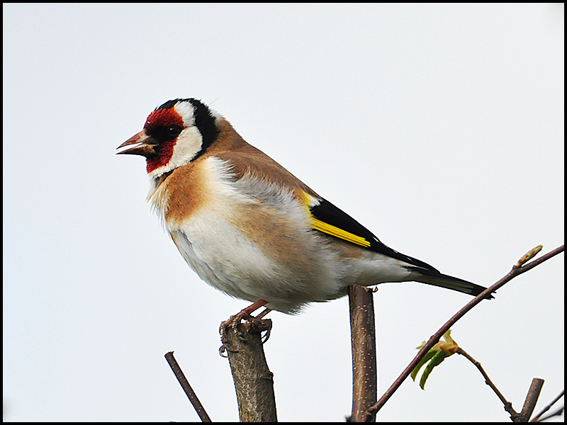 Der Gesang des Distelfinks oder Stieglitz . . .