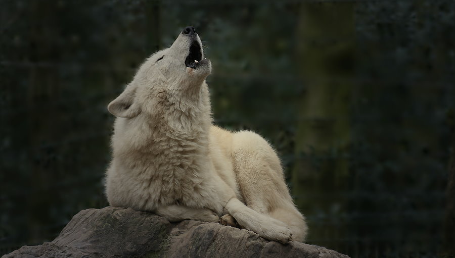 Der Gesang des Wolfes