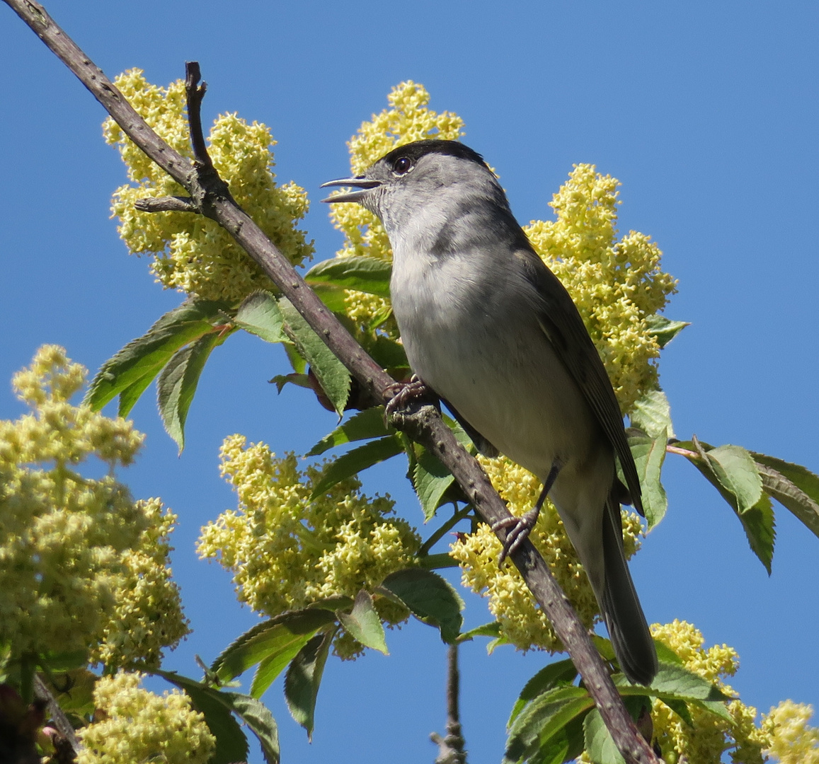 der Gesang