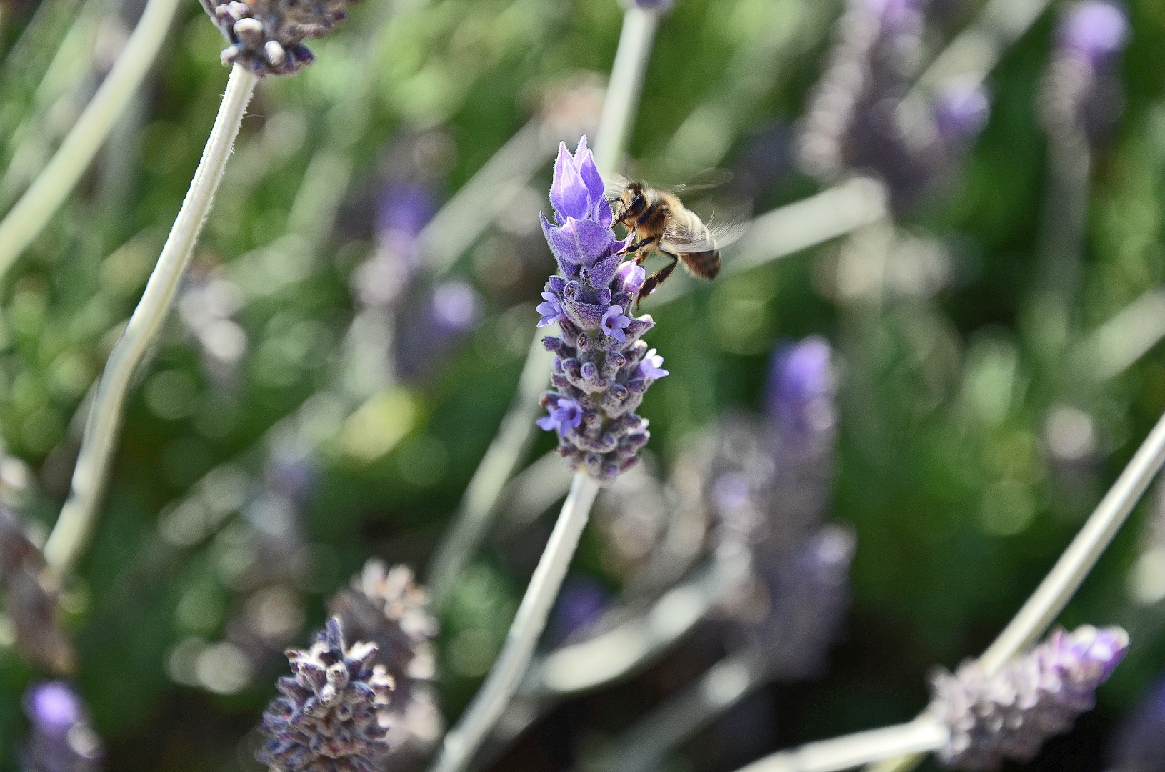 Der Geschmack des Sommers