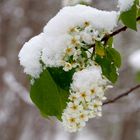 Der geschmückte Baum ...