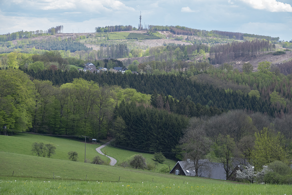 Der geschundene Wald II