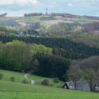 Der geschundene Wald II