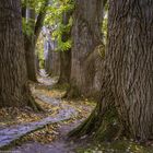 Der geschwungene Weg und die Riesenbäume.