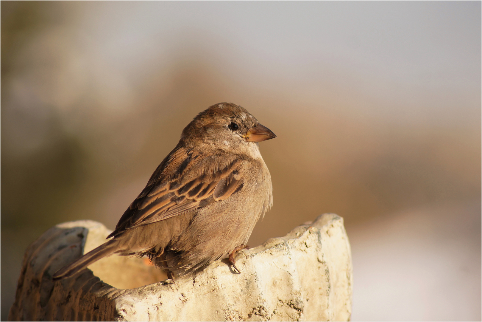 Der gesellige Spatz