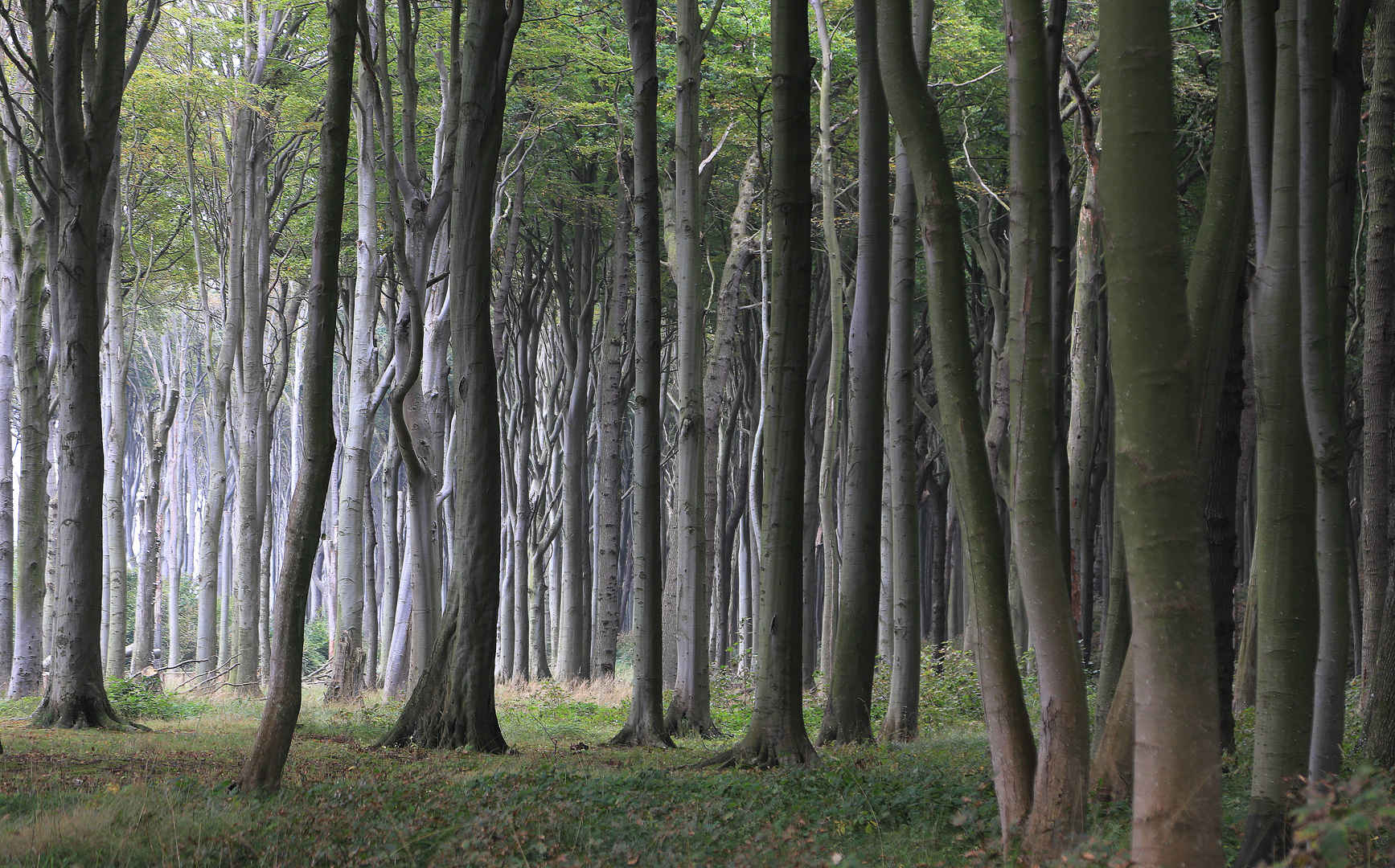 der gespensterwald