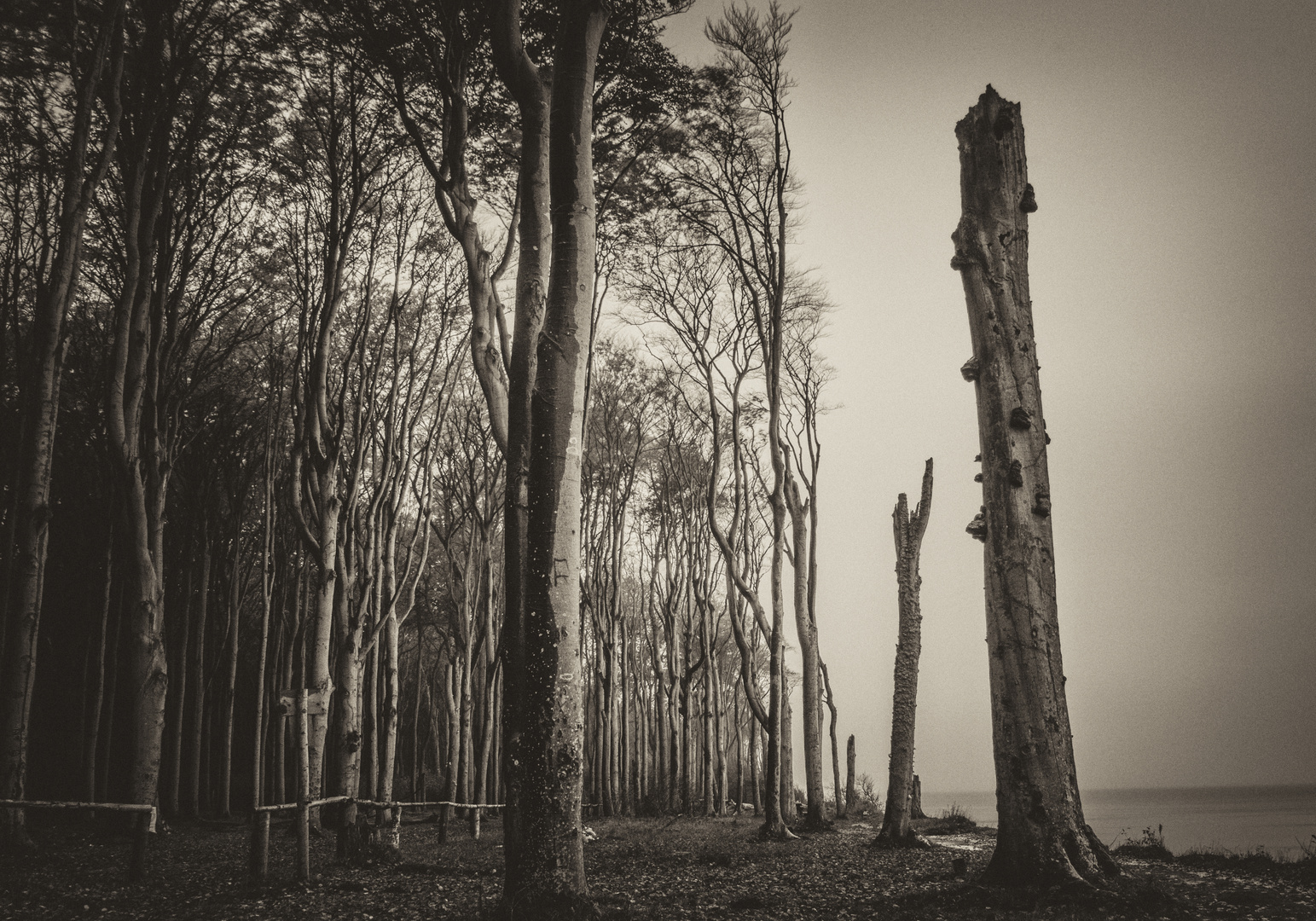 Der Gespensterwald an der Steilküste in Nienhagen (MeckPOmm)