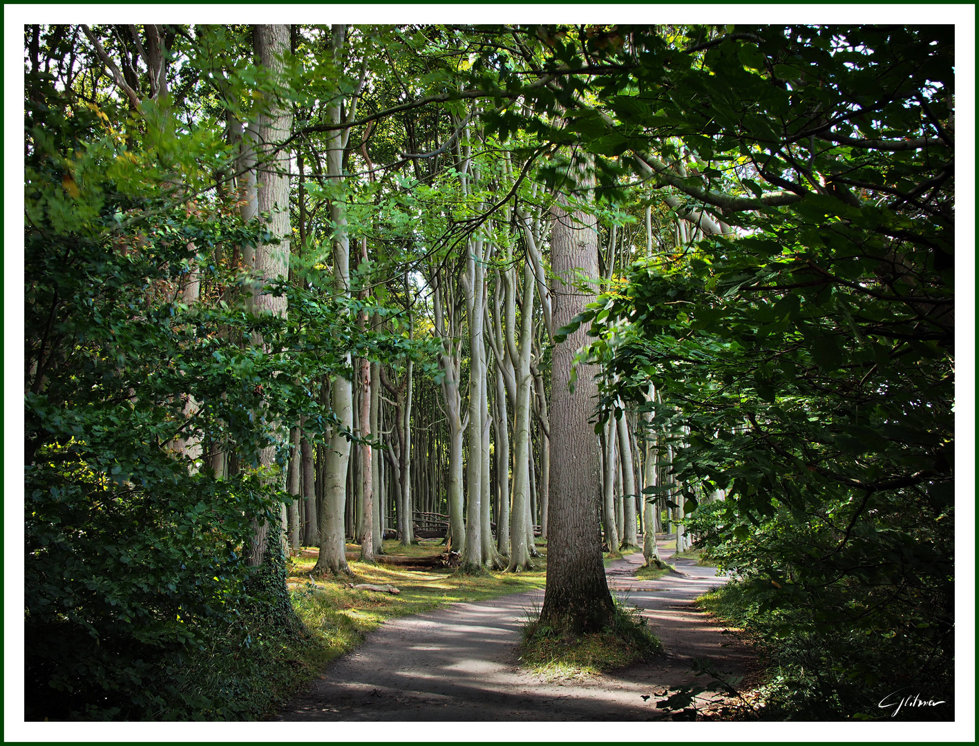 Der "Gespensterwald" in Nienhagen