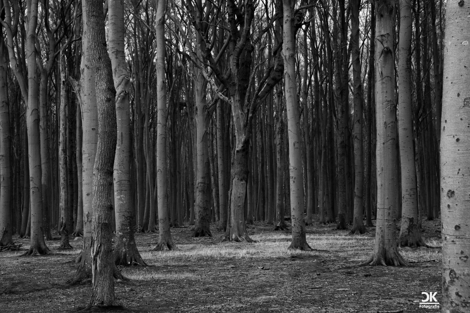 Der Gespensterwald in Nienhagen