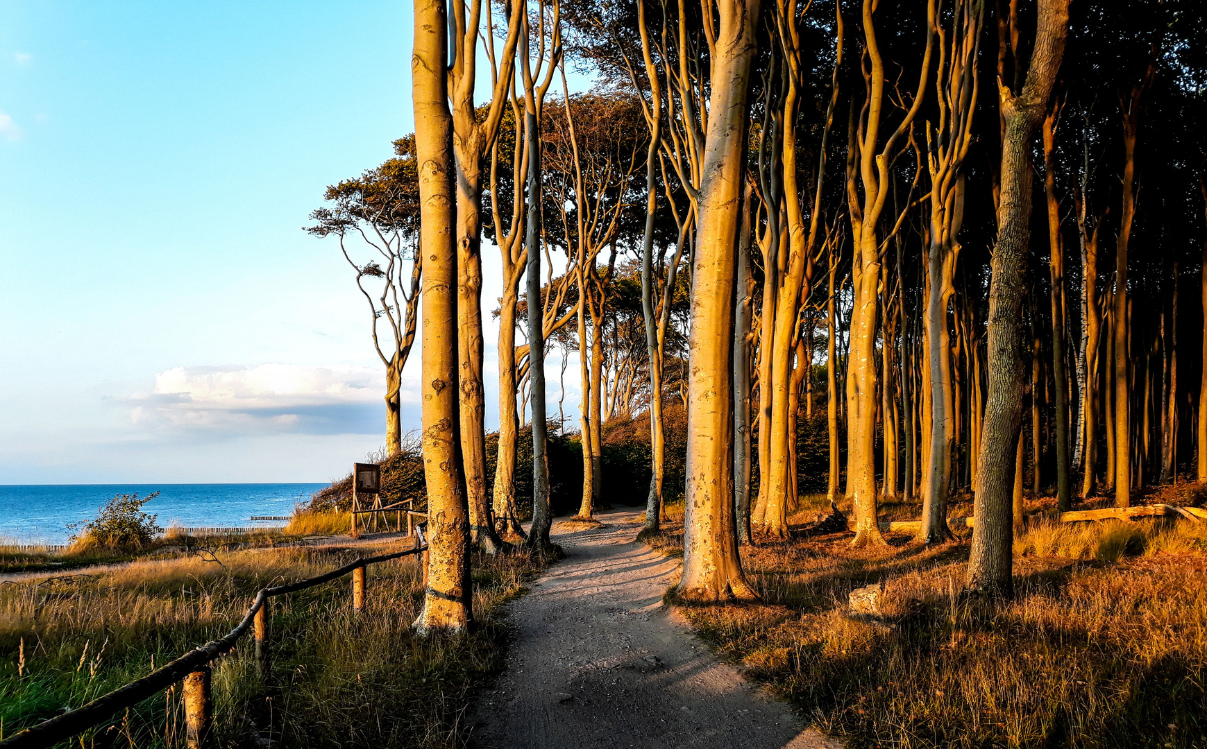 Der Gespensterwald von Nienhagen/Ostsee