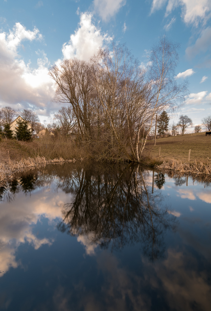 ***     der gespiegelte baum ........      ***