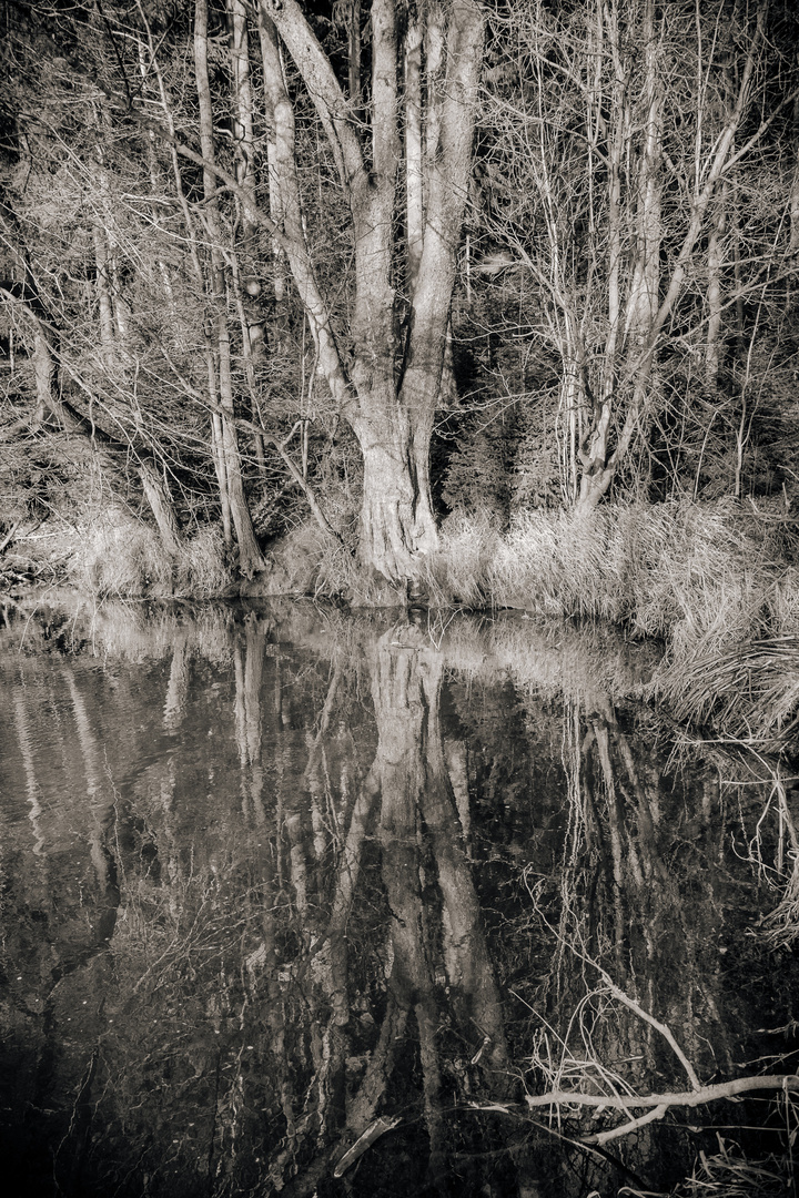 Der gespiegelte Baum