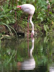 Der gespiegelte Flamingo...