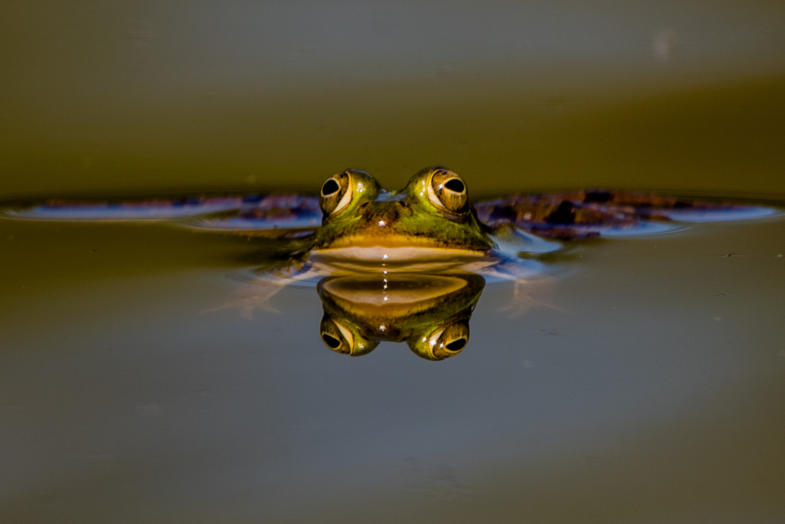 Der gespiegelte Frosch 