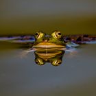 Der gespiegelte Frosch 