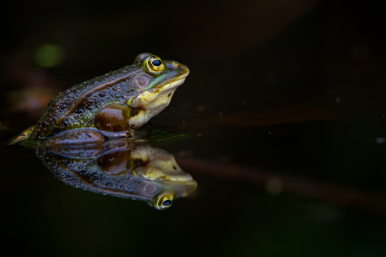 Der gespiegelte Frosch