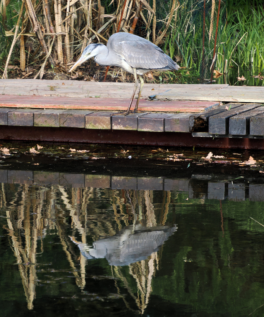 Der gespiegelte Reiher …