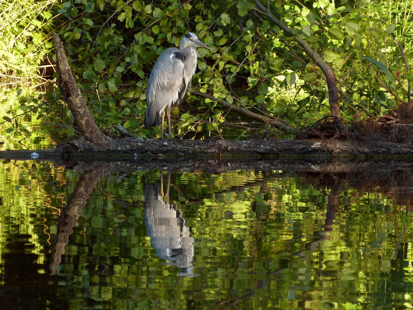 der gespiegelte Reiher