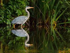 der gespiegelte Reiher