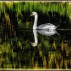 DER GESPIEGELTE SCHWAN.......