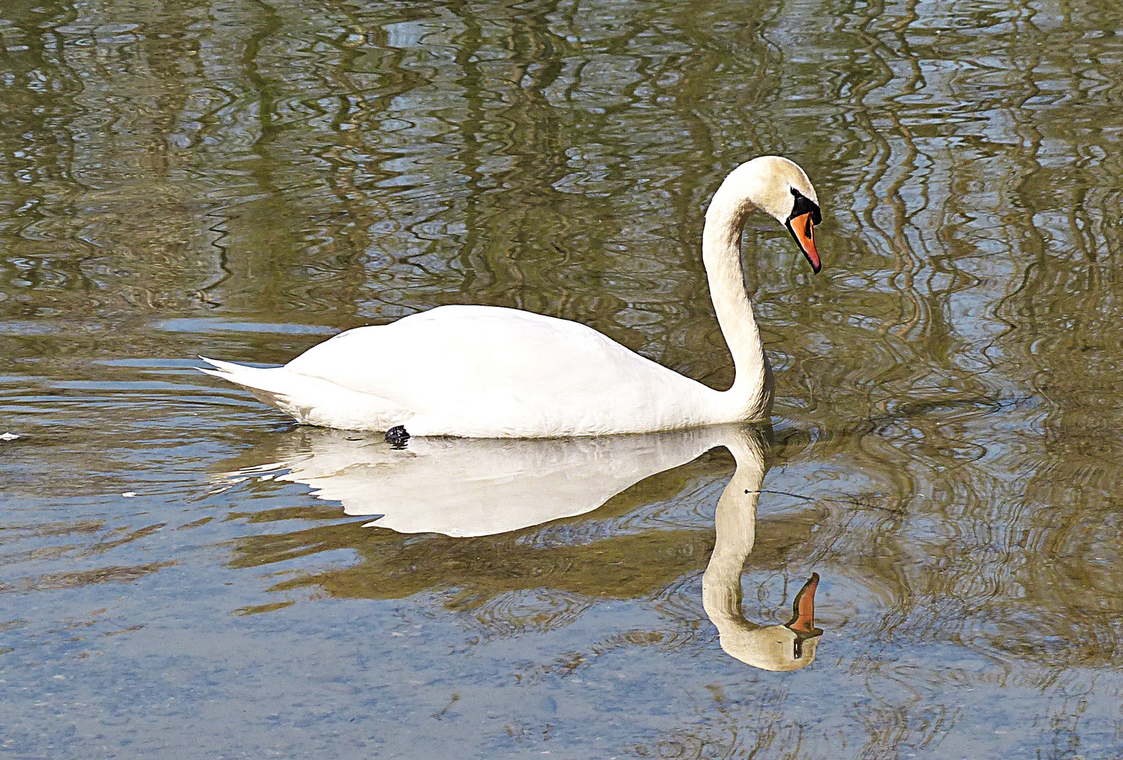 Der gespiegelte Schwan