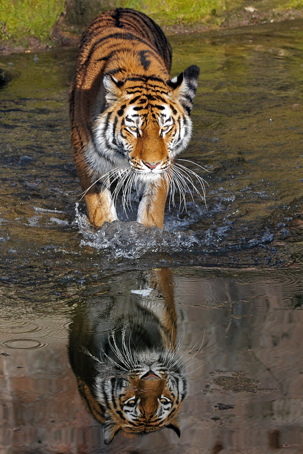 der gespiegelte Tiger