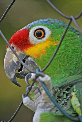 Der Gesprächspartner ...