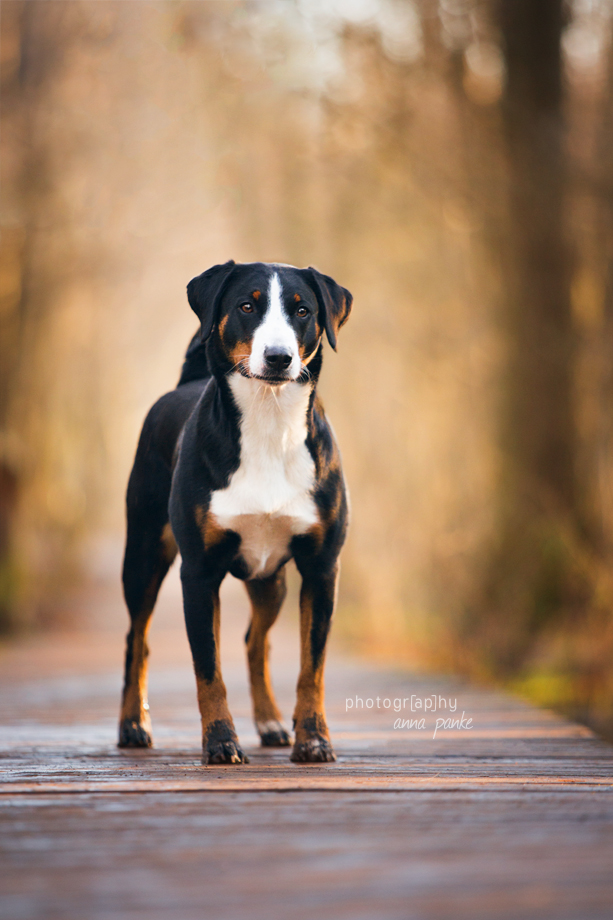 der gestiefelte hund