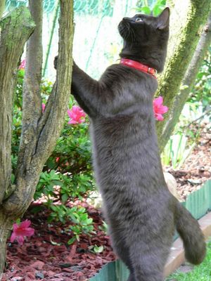 Der gestiefelte Kater