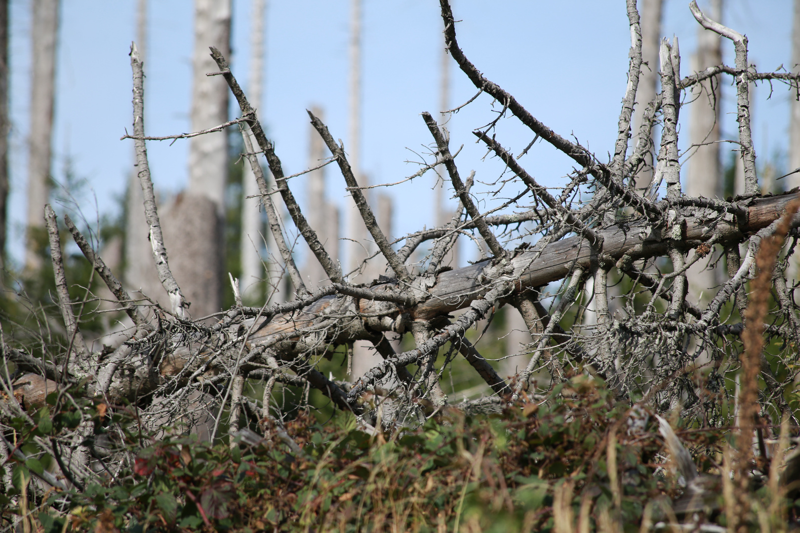 Der Gestorbene Wald