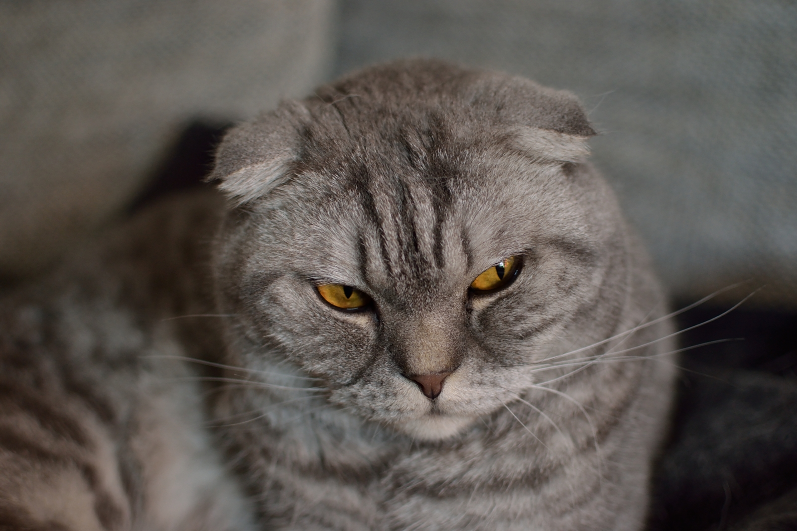 Der gestreichelte Kater mal nachdenklich