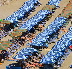 Der gestreifte Sonnenblauschirmling