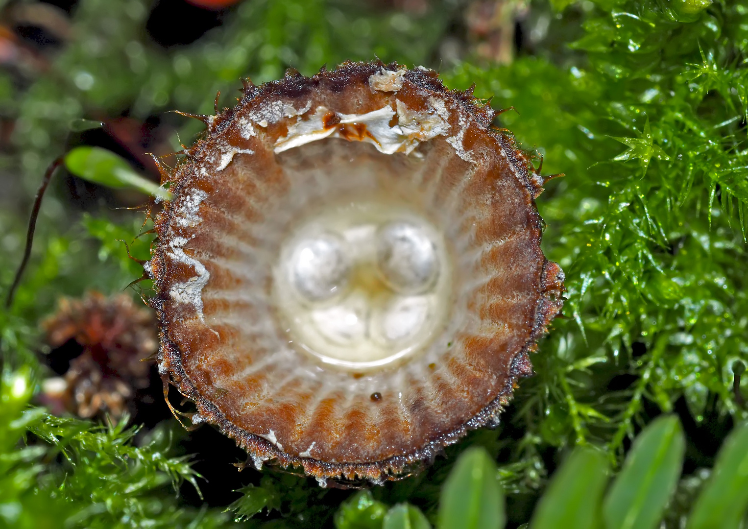  Der Gestreifte Teuerling (Cyathus striatus) * - Le Cyathus, un champignon étonnant...