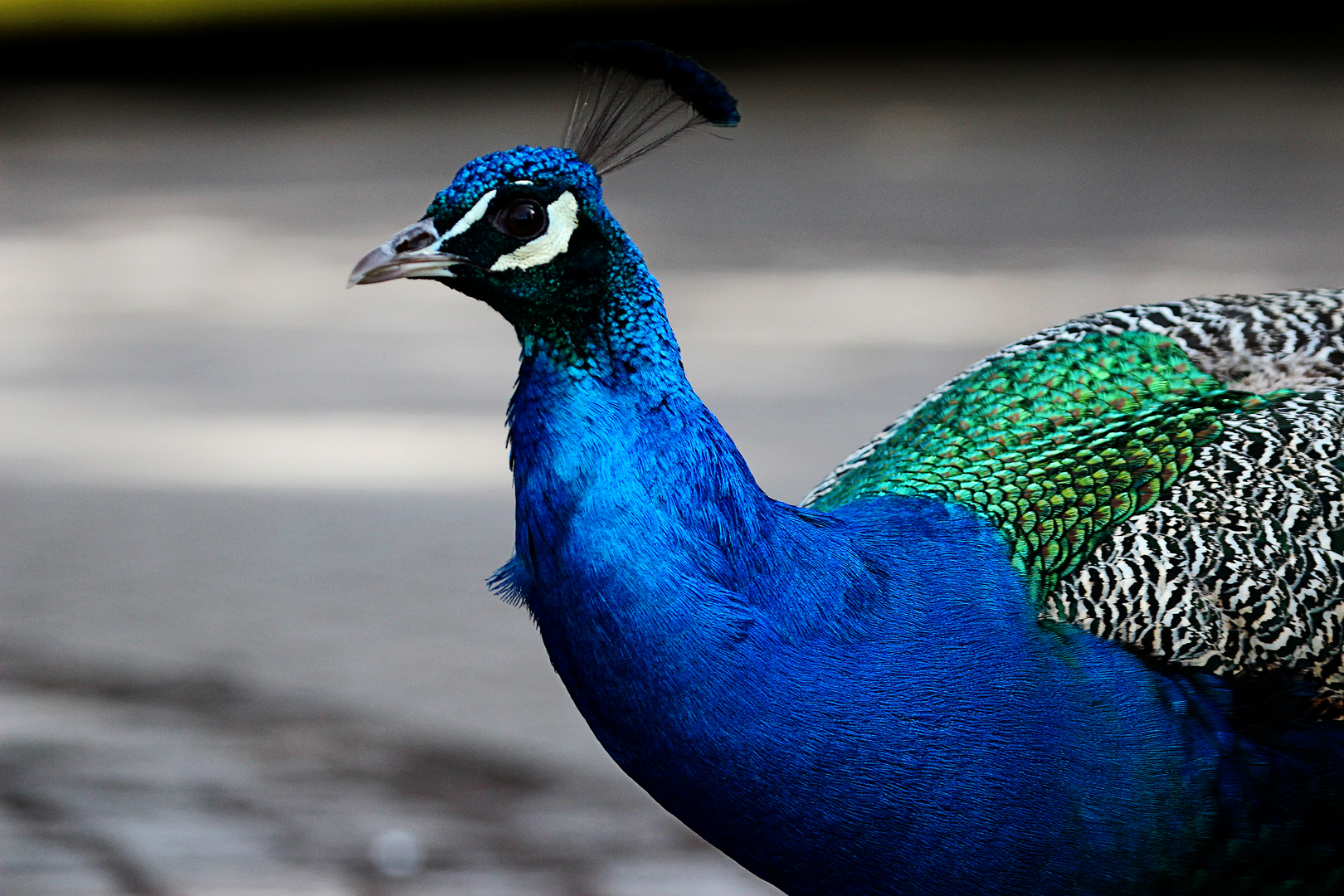 Der gestresste Pfau