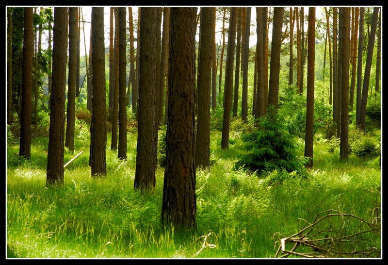 Der gesunde Wald