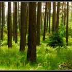 Der gesunde Wald