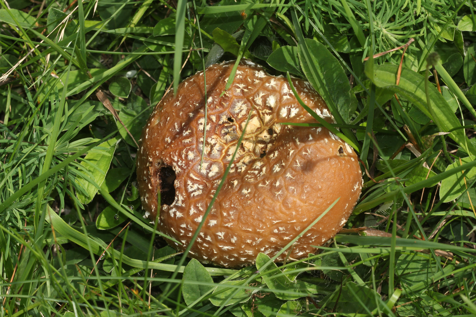 Der Getäfelte Stäubling oder Hasenbovist (Bovistella utrifromis), ...