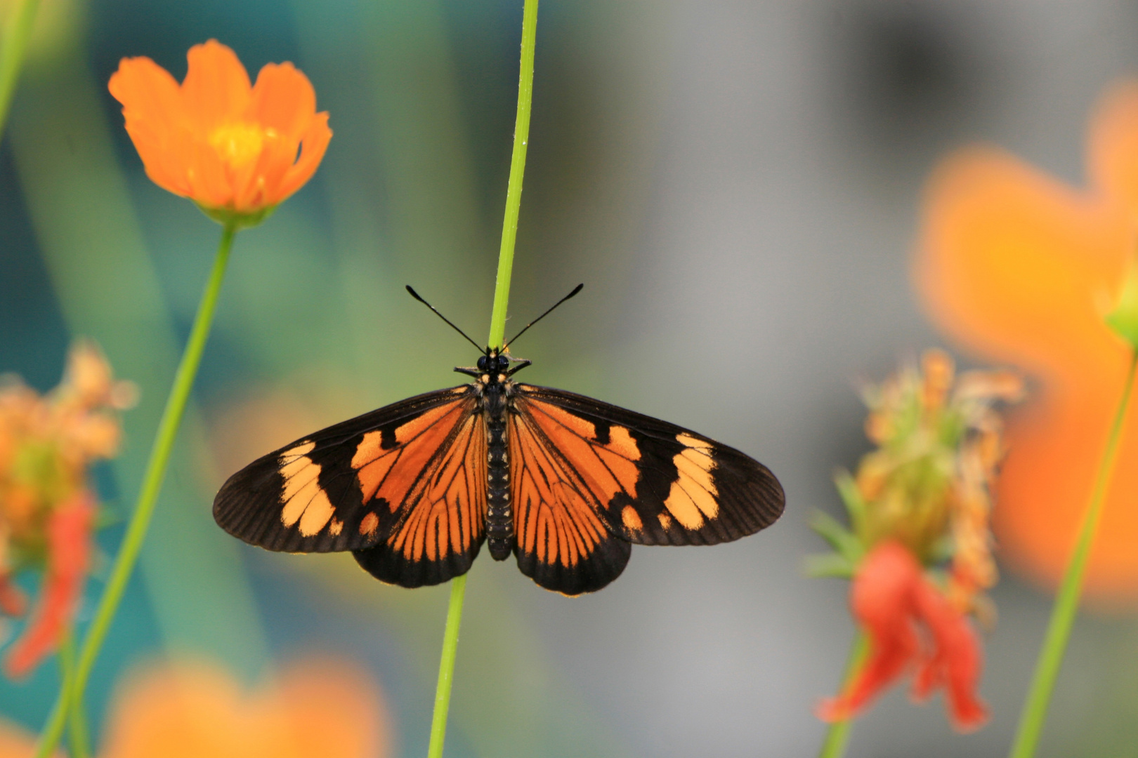 der getarnte Schmetterling (Lake Toba)