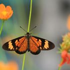 der getarnte Schmetterling (Lake Toba)