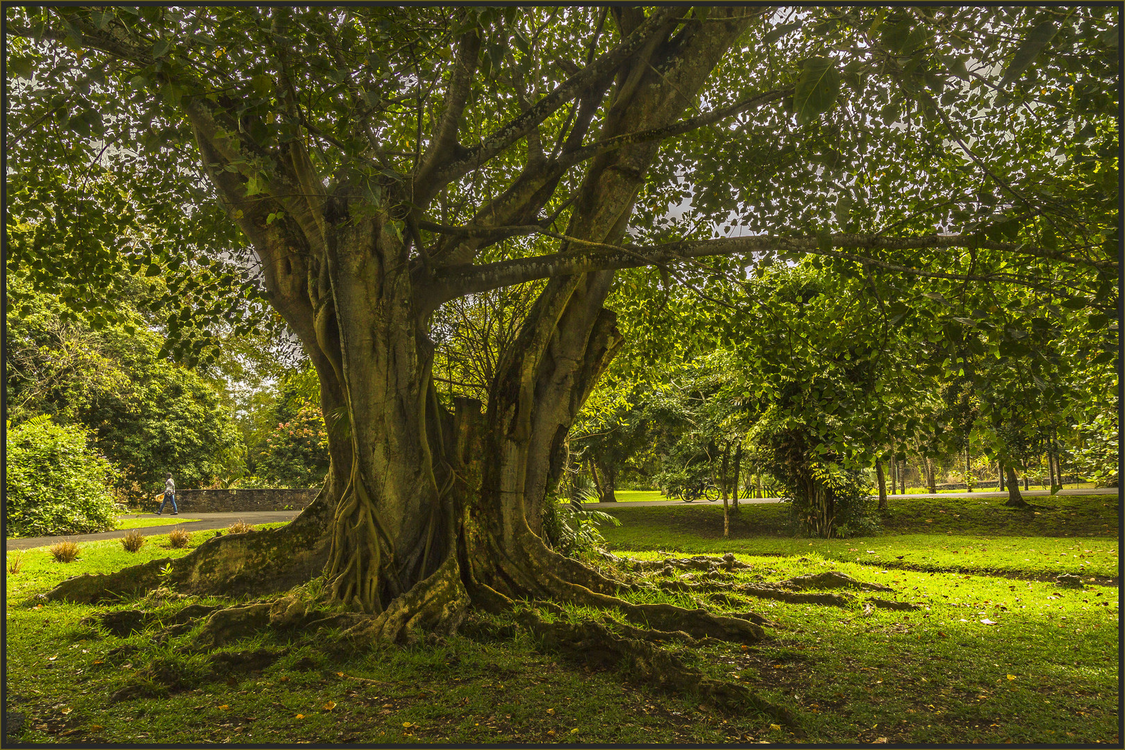 DER GETEILTE BAUM