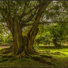 DER GETEILTE BAUM