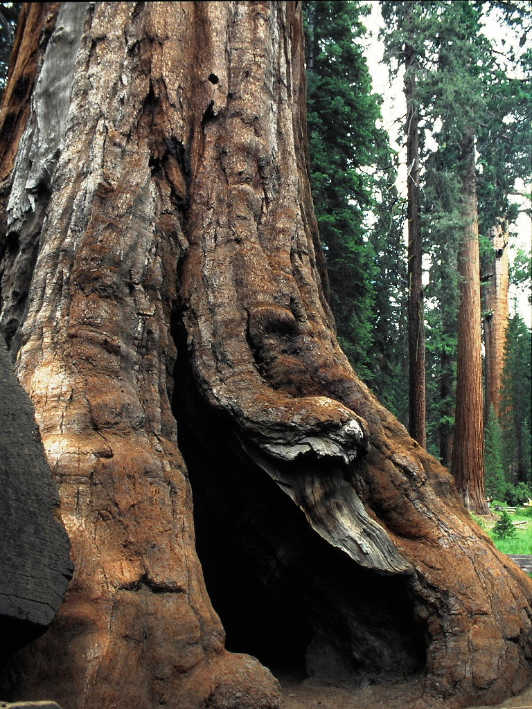 Der gewaltige Stamm eines Seqouia (Kings Canyon, Kalifornien) 1994